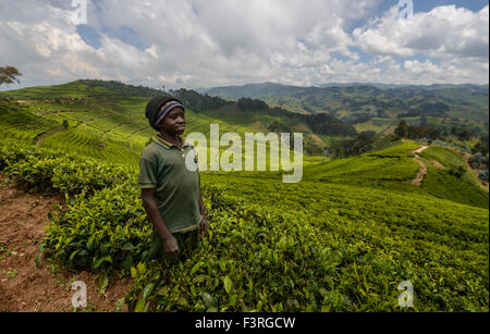 Ragazzo su una piantagione di tè in Ruanda Foto Stock