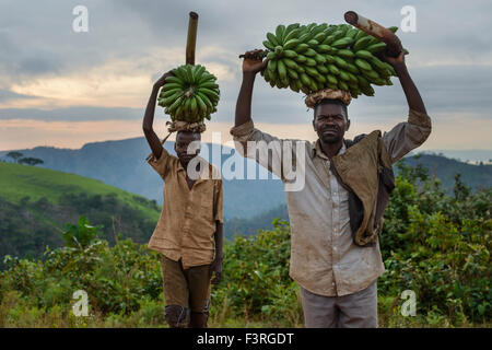 Selettori di banana, Burundi, Africa Foto Stock
