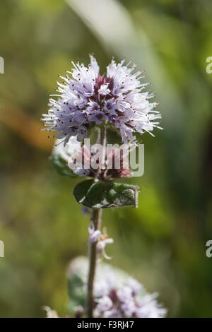 Mentha aquatica, acqua Menta, che cresce in zone umide, Surrey, Regno Unito. Luglio. Foto Stock