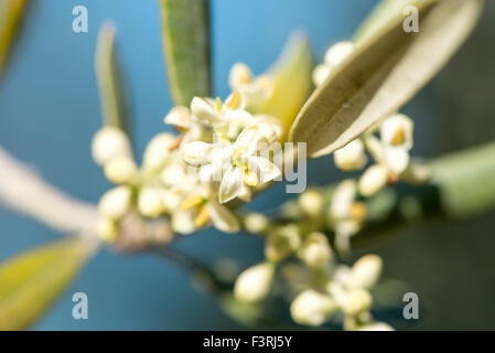 Close-up di oliva fiorisce in primavera, Tivissa, provincia di Tarragona Catalogna Foto Stock