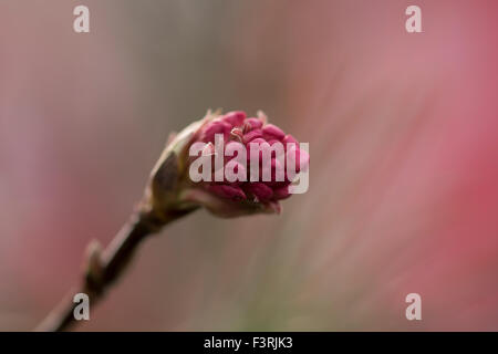 Viburnum bodnantense 'Dawn' - Fiore a gemma - Marzo Foto Stock