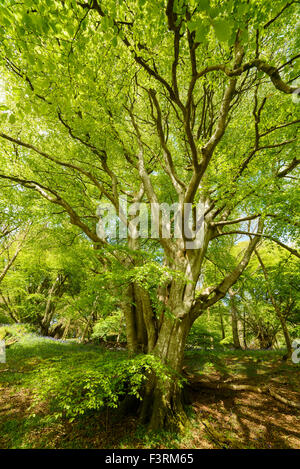 Faggio, Fagus sylvatica, Carstramon legno, Dumfries & Galloway, Scozia Foto Stock