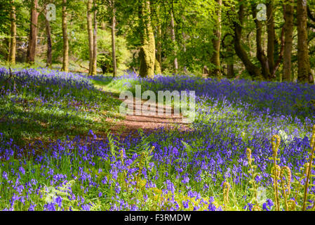 Bluebells Carstramon in legno, Gatehouse of Fleet, Dumfries & Galloway, Scozia Foto Stock