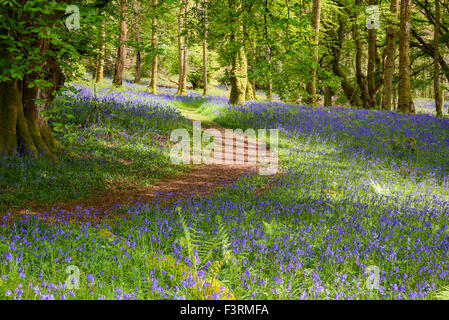 Bluebells Carstramon in legno, Gatehouse of Fleet, Dumfries & Galloway, Scozia Foto Stock