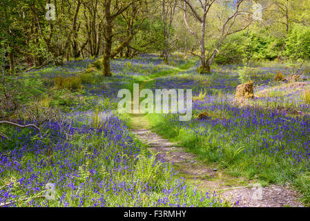Bluebells Carstramon in legno, Gatehouse of Fleet, Dumfries & Galloway, Scozia Foto Stock