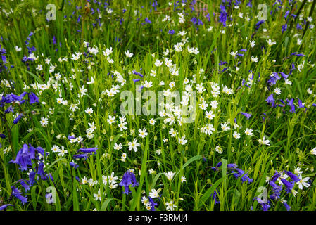 Maggiore Stitchwort, Stellaria holostea, millefiori, crescendo amost bluebells, Dumfries & Galloway, Scozia Foto Stock