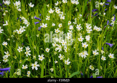 Maggiore Stitchwort, Stellaria holostea, millefiori, crescendo amost bluebells, Dumfries & Galloway, Scozia Foto Stock