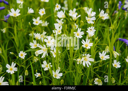 Maggiore Stitchwort, Stellaria holostea, millefiori, crescendo amost bluebells, Dumfries & Galloway, Scozia Foto Stock