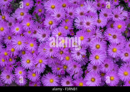 Un sacco di viola autunno aster fiori in piena fioritura Foto Stock