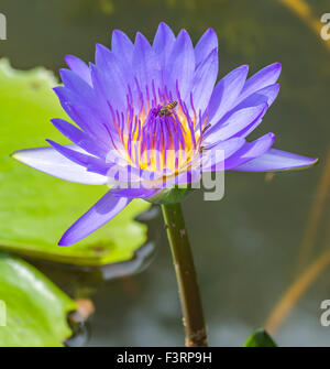 Acqua Giglio Fiore e bee macro con focalizzato selettivo Foto Stock