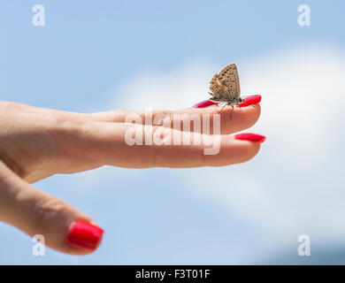 Farfalla di prendere un periodo di riposo di una persona. Foto Stock