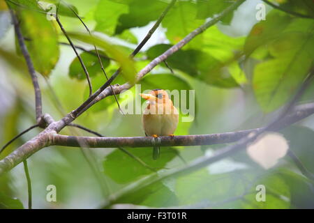 Giallo-fatturati Kingfisher (Syma torotoro) in Papua Nuova Guinea Foto Stock