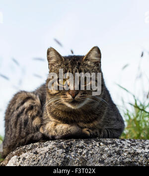 Gatto di prendere un periodo di riposo su una roccia di pietra Foto Stock