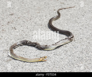 Serpente morti sulla strada colpita da un'auto Foto Stock