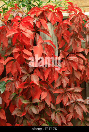 Parthenocissus quinquefolia, Virginia superriduttore, rosso Crimson autunno foglie autunnali fogliame, scalatore recinto pianta rampicante Edera Foto Stock