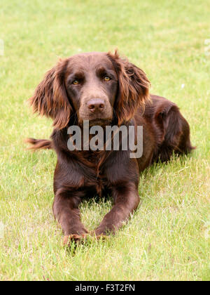 Tipico tedesco Spaniel - Deutscher Wachtelhund - su un verde prato Foto Stock