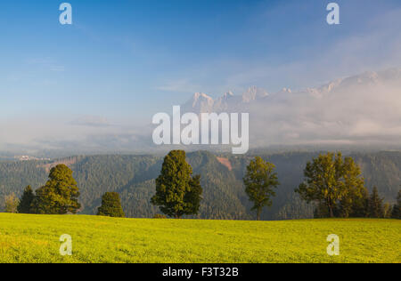 Su pascoli in montagna Foto Stock