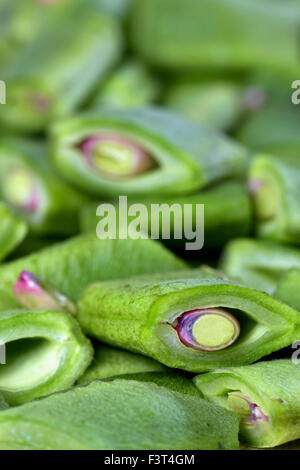 Appena raccolte organiche tagliate i baccelli Foto Stock