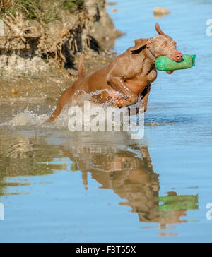 Un cane Weimaraner saltare ad un lago con un manichino di formazione durante un addestramento del cane al giorno Foto Stock