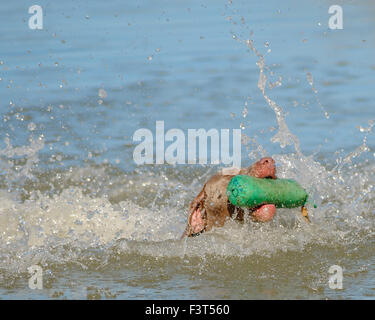 Cani Weimaraner nuoto con un manichino di formazione in un lago Foto Stock