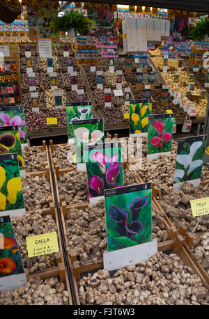 Centinaia di varietà di bulbi per la vendita a Amsterdam il mercato dei fiori galleggiante. Foto Stock