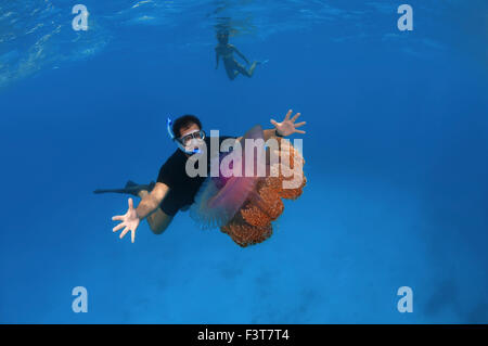 Ottobre 15, 2014 - l'uomo guarda meduse meduse di cavolfiore (Cephea cephea) Oceano Indiano, Maldive. © Andrey Nekrasov/ZUMA filo/ZUMAPRESS.com/Alamy Live News Foto Stock