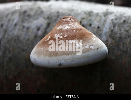 Piptoporus betulinus, birch polypore, staffa di betulla, o un rasoio strop. Foto Stock