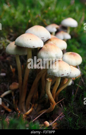 Ciuffo di zolfo di funghi Hypholoma fasciculare. (Questo è ciò che mi è stato consigliato.( Foto Stock