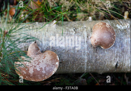 Piptoporus betulinus, birch polypore, staffa di betulla, o un rasoio strop. Foto Stock