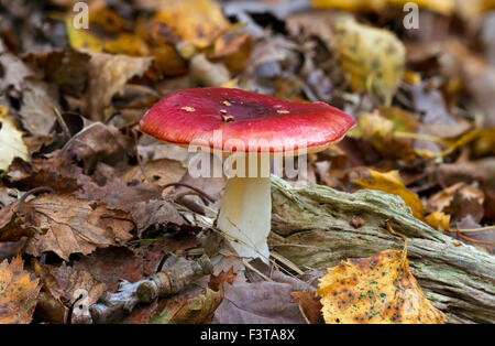 Russula emetico, un fungo tossico. Foto Stock