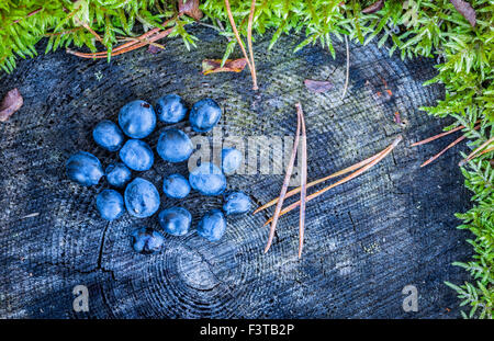 I mirtilli su un ceppo di albero nella foresta svedese Foto Stock