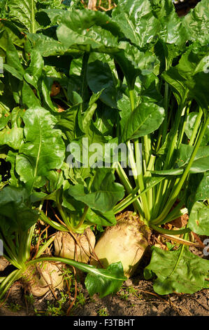 Alcuni dei più grandi Mangelwurzel sono in crescita in una riga Foto Stock