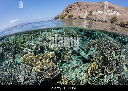 Coralli fragili crescono vicino a un'arida isola nel Parco Nazionale di Komodo, Indonesia. Questa regione porti spettacolare della biodiversità marina. Foto Stock