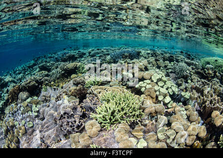 Una sana e variegata barriera corallina si sviluppa nel Parco Nazionale di Komodo, Indonesia. Questa area porti straordinaria biodiversità marina. Foto Stock