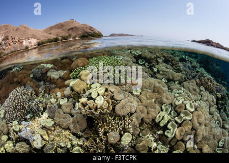 Una bellissima barriera corallina si sviluppa nei pressi di zone aride isole nel Parco Nazionale di Komodo, Indonesia. Questa regione ha una elevata biodiversità marina. Foto Stock