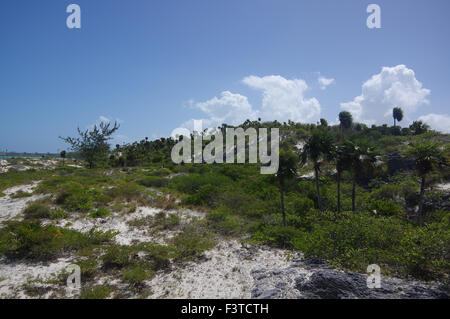 Dune con vegetazione protetta sulla spiaggia di Pilar, Cuba Foto Stock