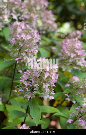 Hydrangea paniculata fiori in autunno. Foto Stock