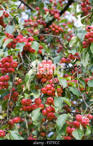 Malus x robusta 'Rosso' Siberiano frutta. Foto Stock