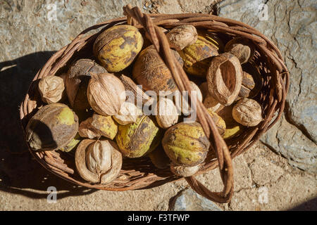 Ricreato early American paniere di dadi misti Foto Stock