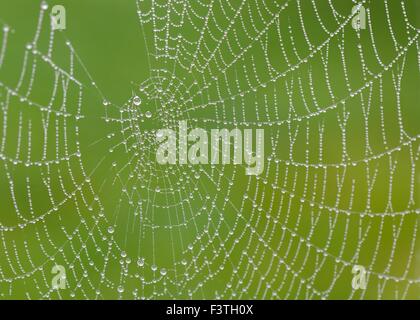 Pesante la mattina presto l'umidità nell'aria si deposita su questo spider web Foto Stock