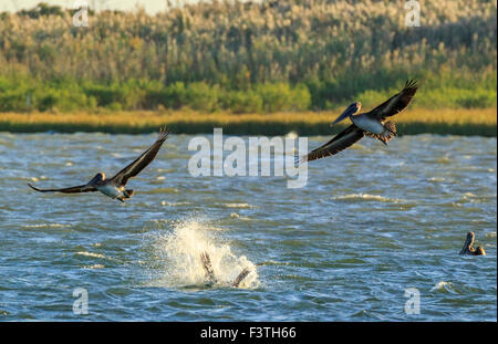Pesca, pellicani marroni salire dall'acqua, passare il puntatore del mouse e testa di drop-in primo luogo. Foto Stock