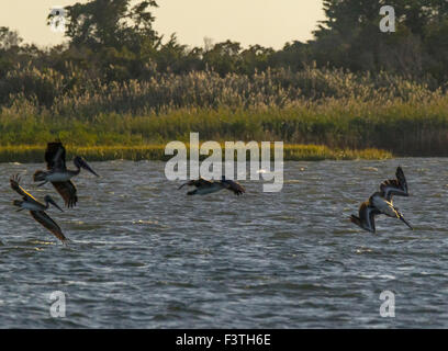 Pesca, pellicani marroni salire dall'acqua, passare il puntatore del mouse e testa di drop-in primo luogo. Foto Stock