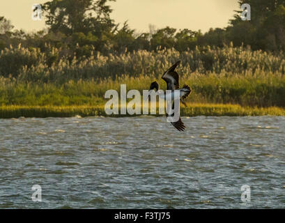 Pesca, pellicani marroni salire dall'acqua, passare il puntatore del mouse e testa di drop-in primo luogo. Foto Stock