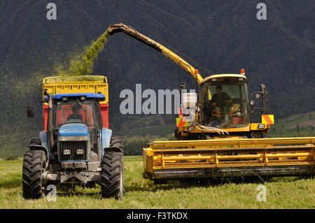 Contadini raccolgono un raccolto di triticale per insilati su un caseificio Foto Stock