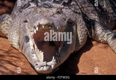 Aprire le ganasce di un SALTWATER O 'SALTIE' Crocodile (Crocodylus porosus) Wildlife Park, Australia occidentale Foto Stock