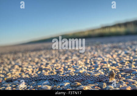 Deserto neonatale Massasauga, (Sistrurus catenatus edwardsi), Bernalillio Co., New Mexico, negli Stati Uniti. Foto Stock