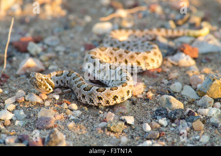 Deserto neonatale Massasauga, (Sistrurus catenatus edwardsi), Bernalillio Co., New Mexico, negli Stati Uniti. Foto Stock