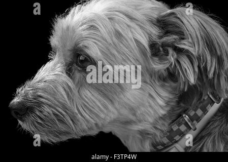 Una chiusura di un Yorkshire Terrier indossando un collare in bianco e nero su uno sfondo nero. Foto Stock