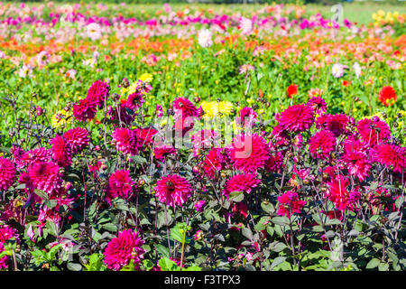 Molti fiori in fiore di differenti dahlia Foto Stock