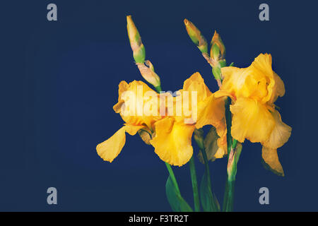 Vintage iride fiori Foto Stock